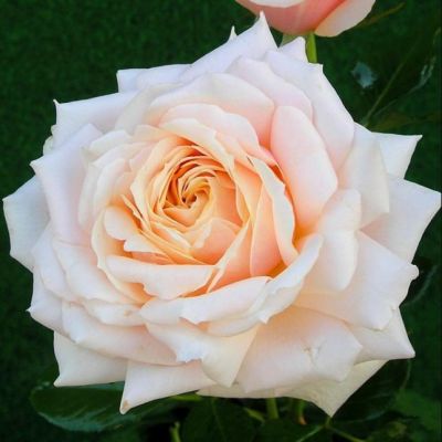 Роза Дж.Ф. Кеннеди Роза Дж.Ф. Кеннеди - Dolina-Sad.Ru