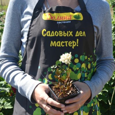 Астильба Арендса Хеппи Дэй - Dolina-Sad.Ru