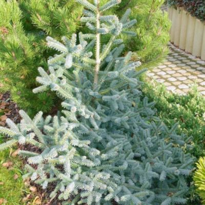 Пихта испанская Глаука Пихта испанская Глаука - Dolina-Sad.Ru