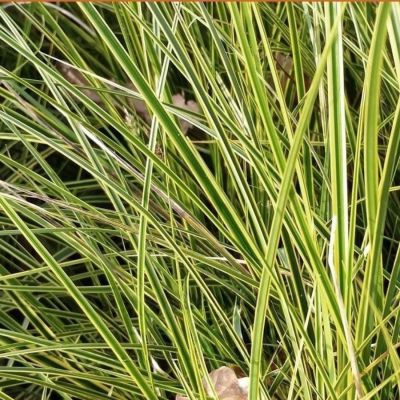 Осока коричневая Ауреомаргината - Dolina-Sad.Ru