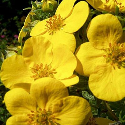 Лапчатка кустарниковая Хакманс Гигант, С1,5 Лапчатка кустарниковая Хакманс Гигант, С1,5 - Dolina-Sad.Ru