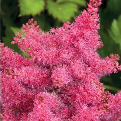 Астильба гибридная Распберри Астильба гибридная Распберри - Dolina-Sad.Ru