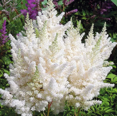 Астильба Юник Уайт Астильба Юник Уайт фото