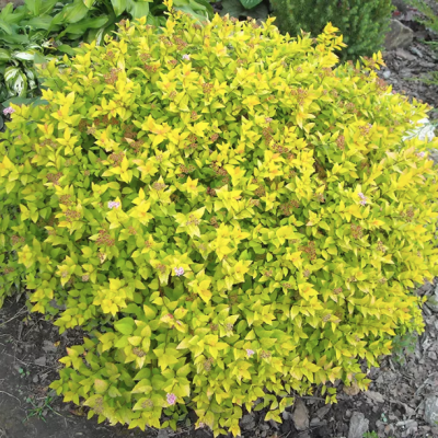 Спирея японская Голдмаунд Спирея японская Голдмаунд - Dolina-Sad.Ru