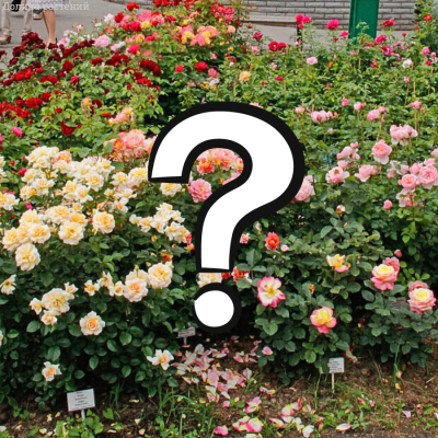 Роза Загадка - Dolina-Sad.Ru