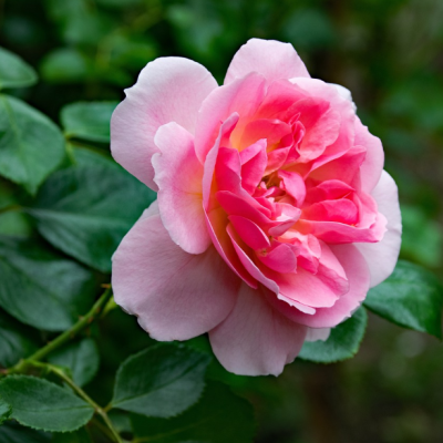 Роза Пинк Клауд Роза Пинк Клауд фото