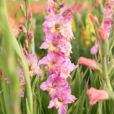 Гладиолус Хэппи Диско - Dolina-Sad.Ru