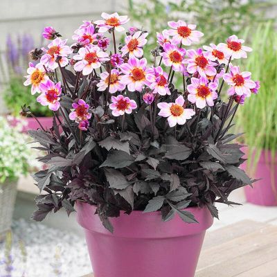 Георгина Американ Пай Георгина Американ Пай - Dolina-Sad.Ru