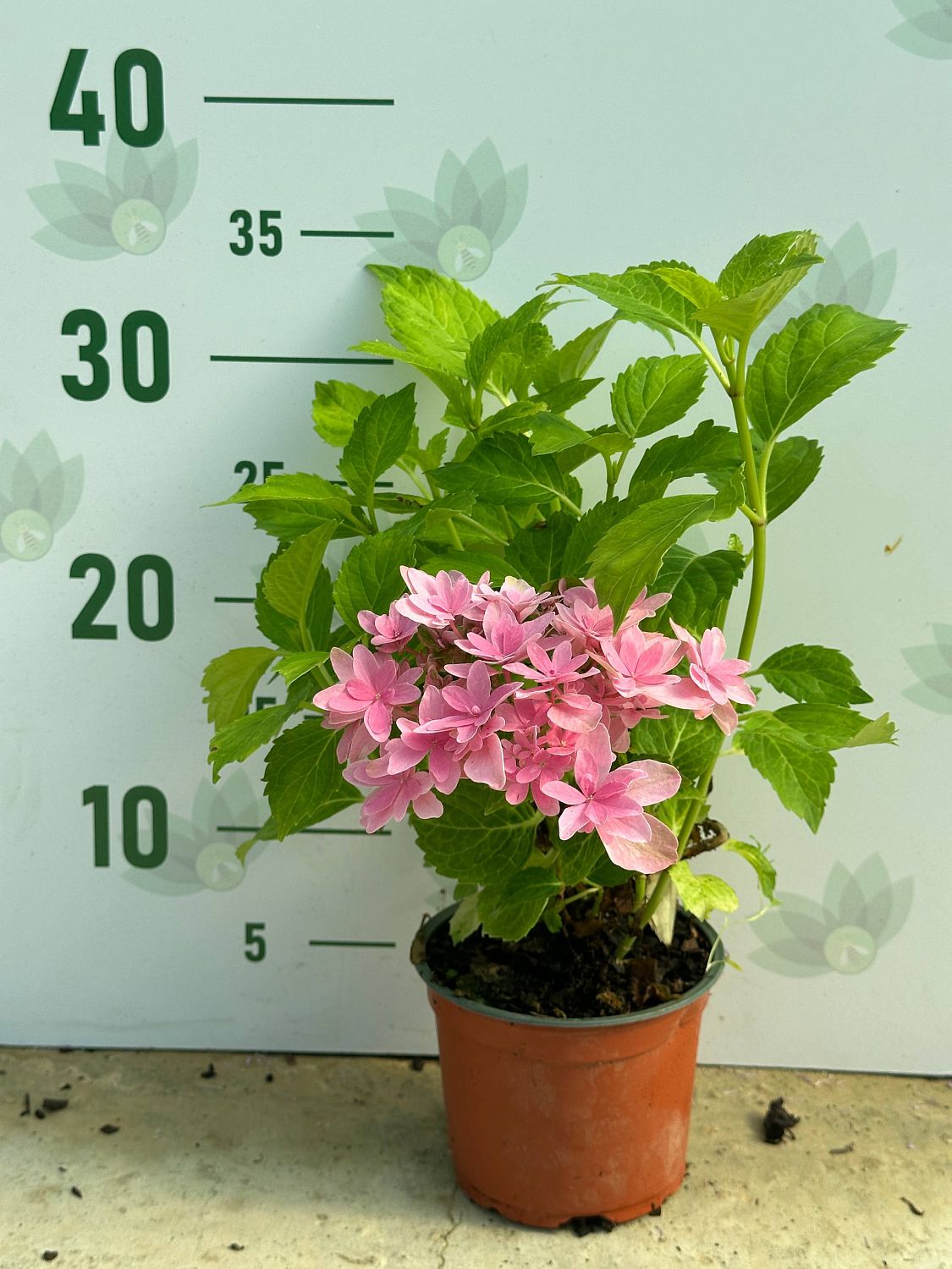 Гортензия курпнолистная Мэджикал Фарфалла Гортензия курпнолистная Мэджикал Фарфалла - Dolina-Sad.Ru