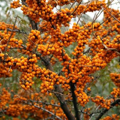 Облепиха садовая Облепиха садовая фото