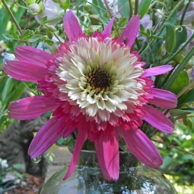 Эхинацея Мини Бель , Эхинацея Мини Бель , фото