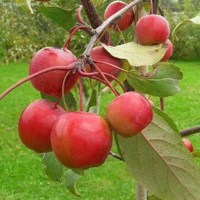 Яблоня Райское/Осенняя Яблоня Райское/Осенняя фото