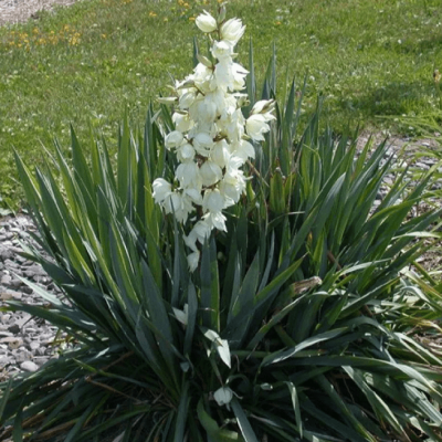 Юкка нитчатая фото