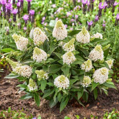 Буддлея Давида Литл Рокстар Уайт - Dolina-Sad.Ru