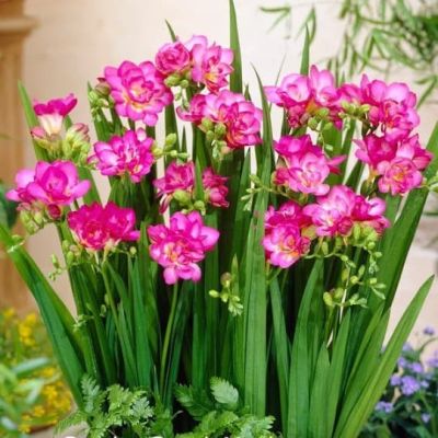 Фрезия Дабл пинк фото