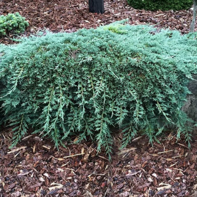 Можжевельник горизонтальный Айс Блю Можжевельник горизонтальный Айс Блю фото