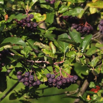 Сладкоплодная рябина Бурка Сладкоплодная рябина Бурка фото