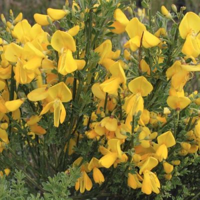 Ракитник Ванесса Ракитник Ванесса - Dolina-Sad.Ru