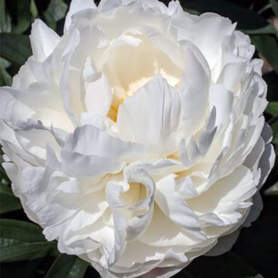 Пион Алан Роджерс Пион Алан Роджерс фото