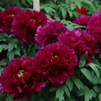 Пион Франсуа Ортега фото