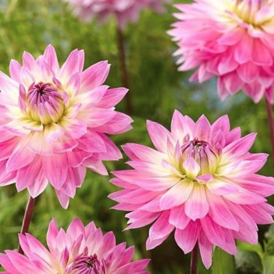 Георгина Мисс Делайла Георгина Мисс Делайла - Dolina-Sad.Ru