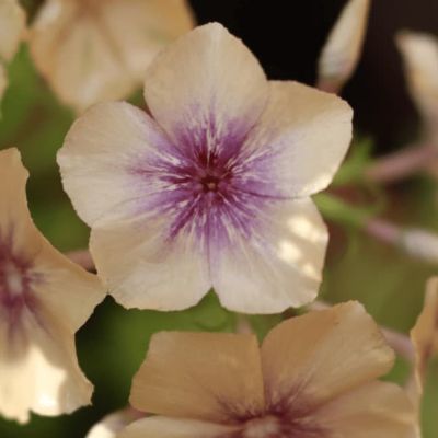 Флокс друммонда Карамель Флокс друммонда Карамель фото