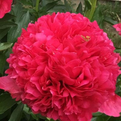 Пион Комманд Перфоманс Пион Комманд Перфоманс - Dolina-Sad.Ru