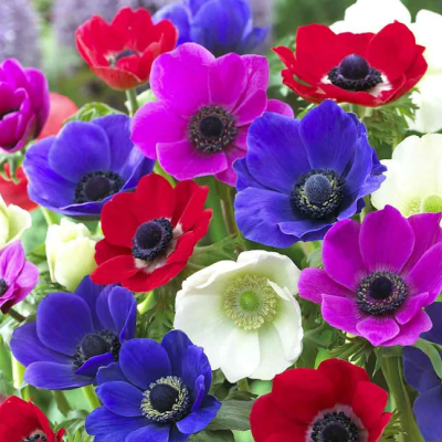Анемона Де Каен Смесь Анемона Де Каен Смесь фото