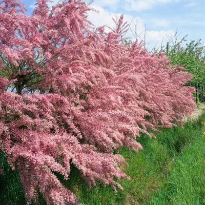 Тамарикс четырехтычинковый, С3 - Dolina-Sad.Ru