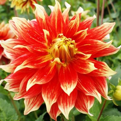 Георгина Бодашез(Гиганты) Георгина Бодашез(Гиганты) фото