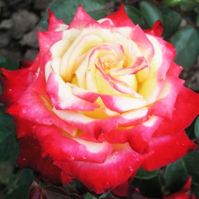 Роза Биколетта фото