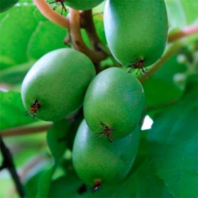 Актинидия аргута Думбартон Оукс Актинидия аргута Думбартон Оукс - Dolina-Sad.Ru