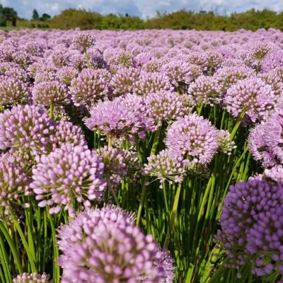 Аллиум Ин Орбит - Dolina-Sad.Ru