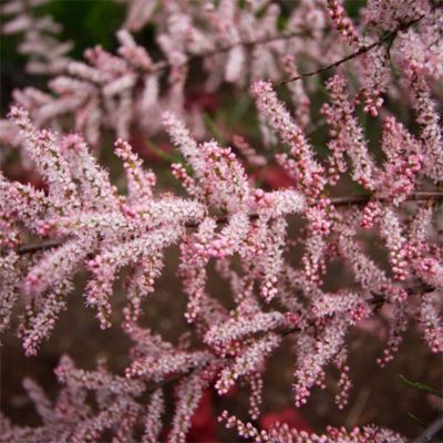 Тамарикс четырехтычинковый, С3 - Dolina-Sad.Ru