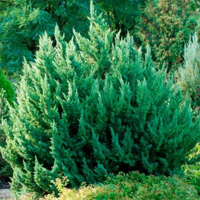 Можжевельник китайский Монарх Можжевельник китайский Монарх - Dolina-Sad.Ru