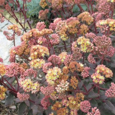 Седум Седакшн Еллоу Деликат Седум Седакшн Еллоу Деликат - Dolina-Sad.Ru