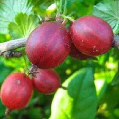 Крыжовник Садко Крыжовник Садко фото