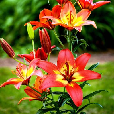 Лилия Линда Лилия Линда фото