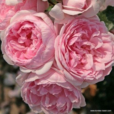 Роза Синдерелла Роза Синдерелла фото