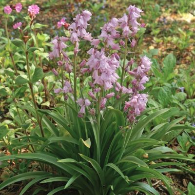 Гиацинтоидес Пинк Гиацинтоидес Пинк - Dolina-Sad.Ru