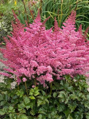 Астильба Разл Дазл - Dolina-Sad.Ru