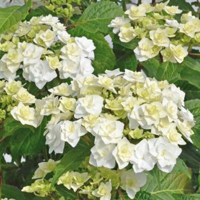 Гортензия крупнолистная Доппио Бианко - Dolina-Sad.Ru
