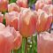 Тюльпан Априкот Бьюти Тюльпан Априкот Бьюти фото