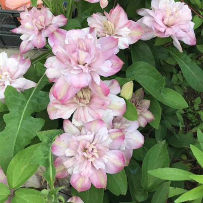 Клематис Инносент Блаш Клематис Инносент Блаш фото