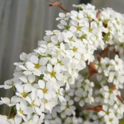 Спирея сливолистная Голдфайер, С3 - Dolina-Sad.Ru