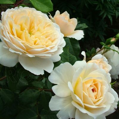 Роза Штамбовая Крокус Роуз Роза Штамбовая Крокус Роуз - Dolina-Sad.Ru