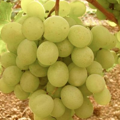 Виноград Алтайский белый Виноград Алтайский белый - Dolina-Sad.Ru