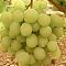 Виноград Алтайский белый Виноград Алтайский белый - Dolina-Sad.Ru