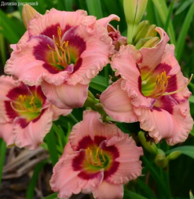 Лилейник Джаст Май Сайз Лилейник Джаст Май Сайз фото