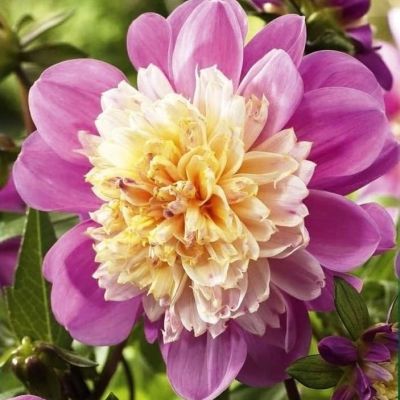 Георгина Тэйк оф Георгина Тэйк оф фото